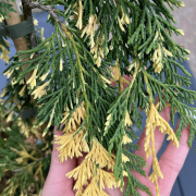 Кипарисовик нутканський Глорія Полоніка 